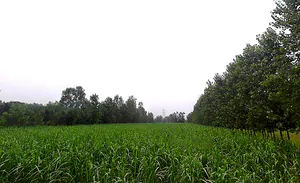 Salampur Gadda, Uttar Pradesh 247001, India preview 2