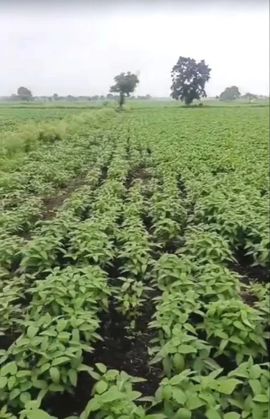 Sanawad, Madhya Pradesh, India preview 3