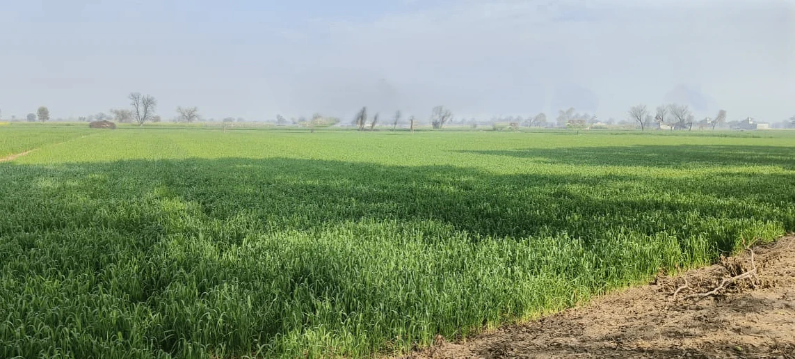 Suar, Uttar Pradesh 244924, India