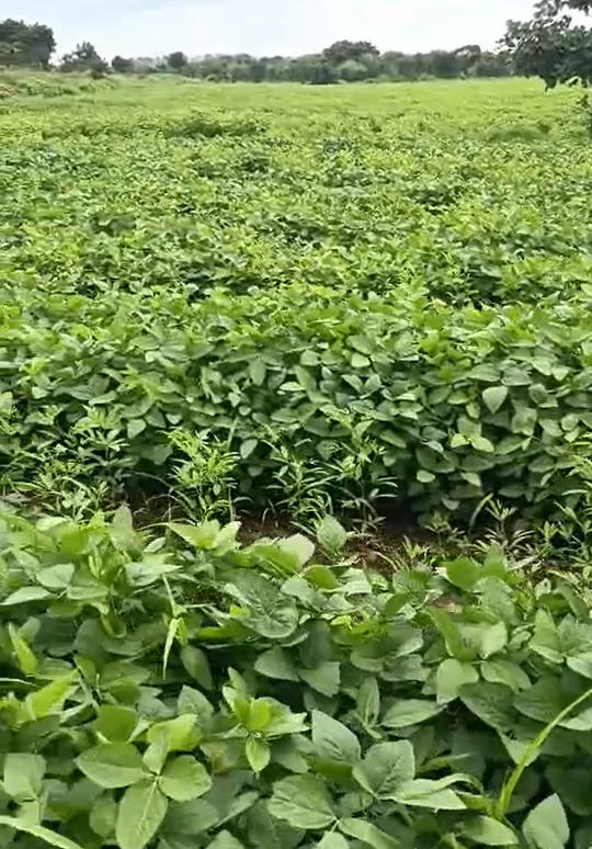 2MGV+GG Nagalgidda, Sangareddy, Telangana, India - Photo 2