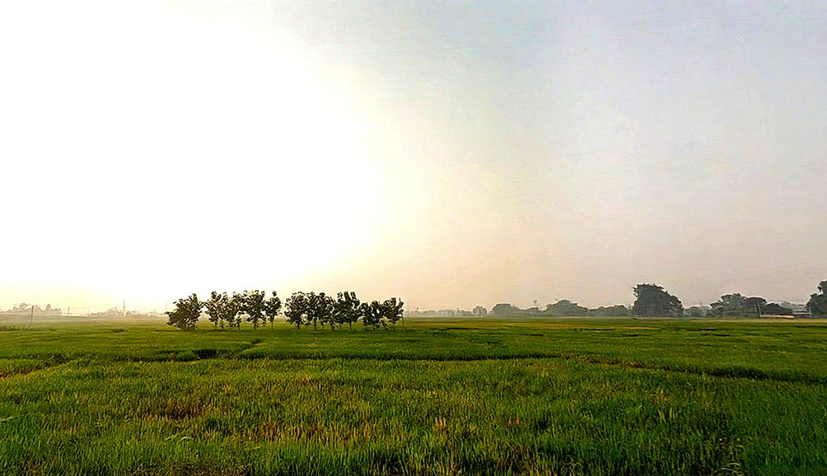 Naubatpur, Bihar 801109, India