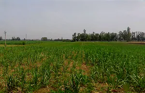 Kithaur, Uttar Pradesh 250104, India preview 3