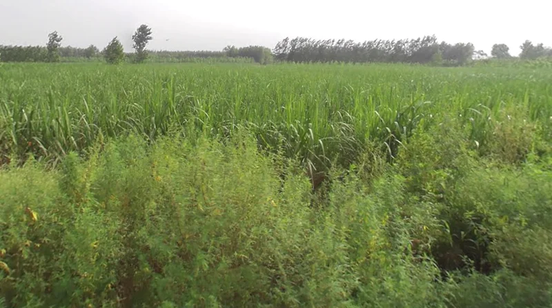 Sarsawa, Uttar Pradesh 247232, India preview 2