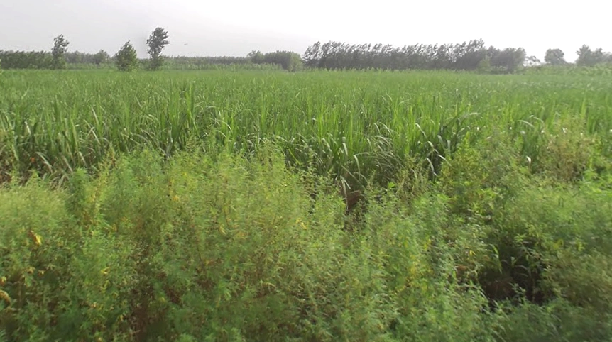 Sarsawa, Uttar Pradesh 247232, India