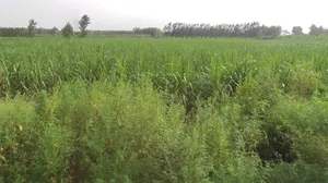 Sarsawa, Uttar Pradesh 247232, India preview 2