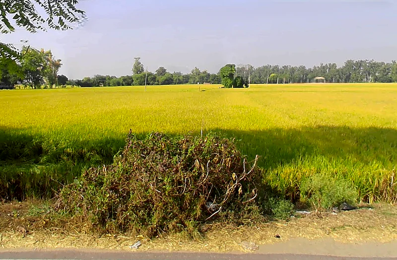 Jiwan Nagar, Haryana 125075, India preview 3