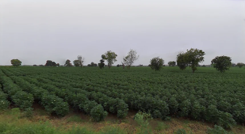 Borawan, Madhya Pradesh 451228, India