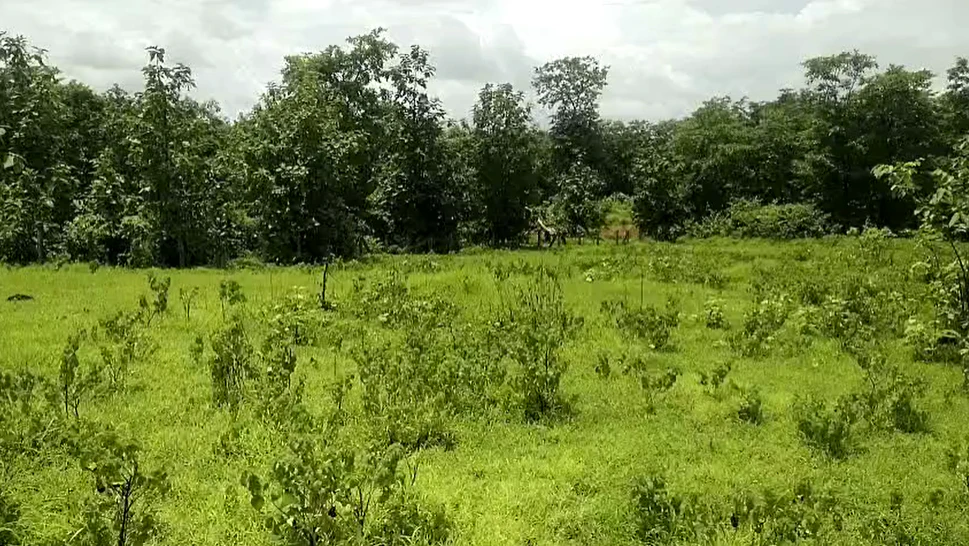 J5RW+XJ4, Palghar, Pimproli, Maharashtra 421303, India