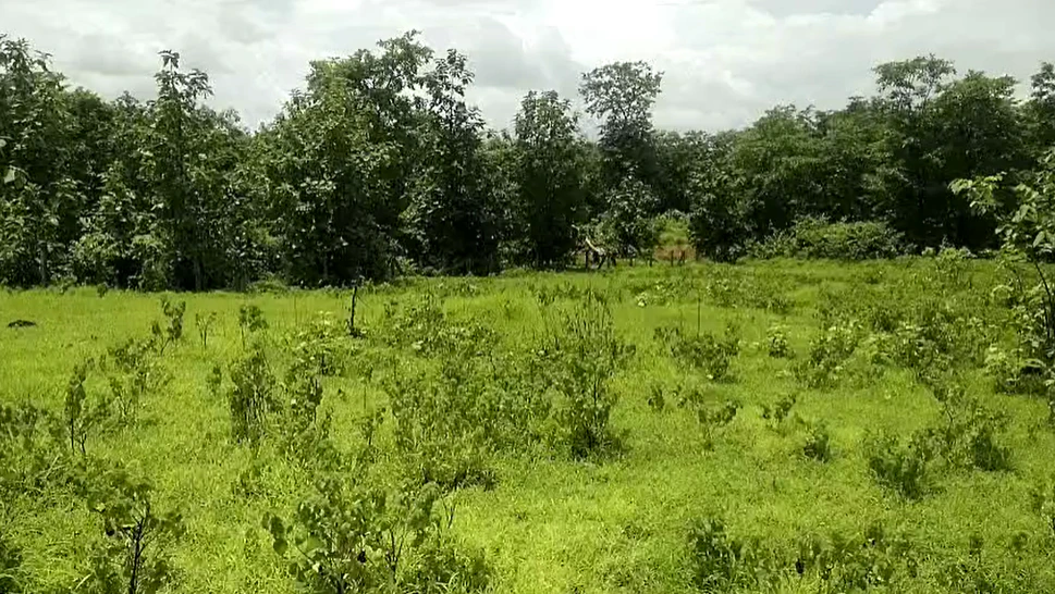 J5RW+XJ4, Palghar, Pimproli, Maharashtra 421303, India