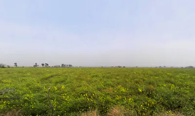 Bas Mutsil Ranila, Haryana 127307, India preview 2