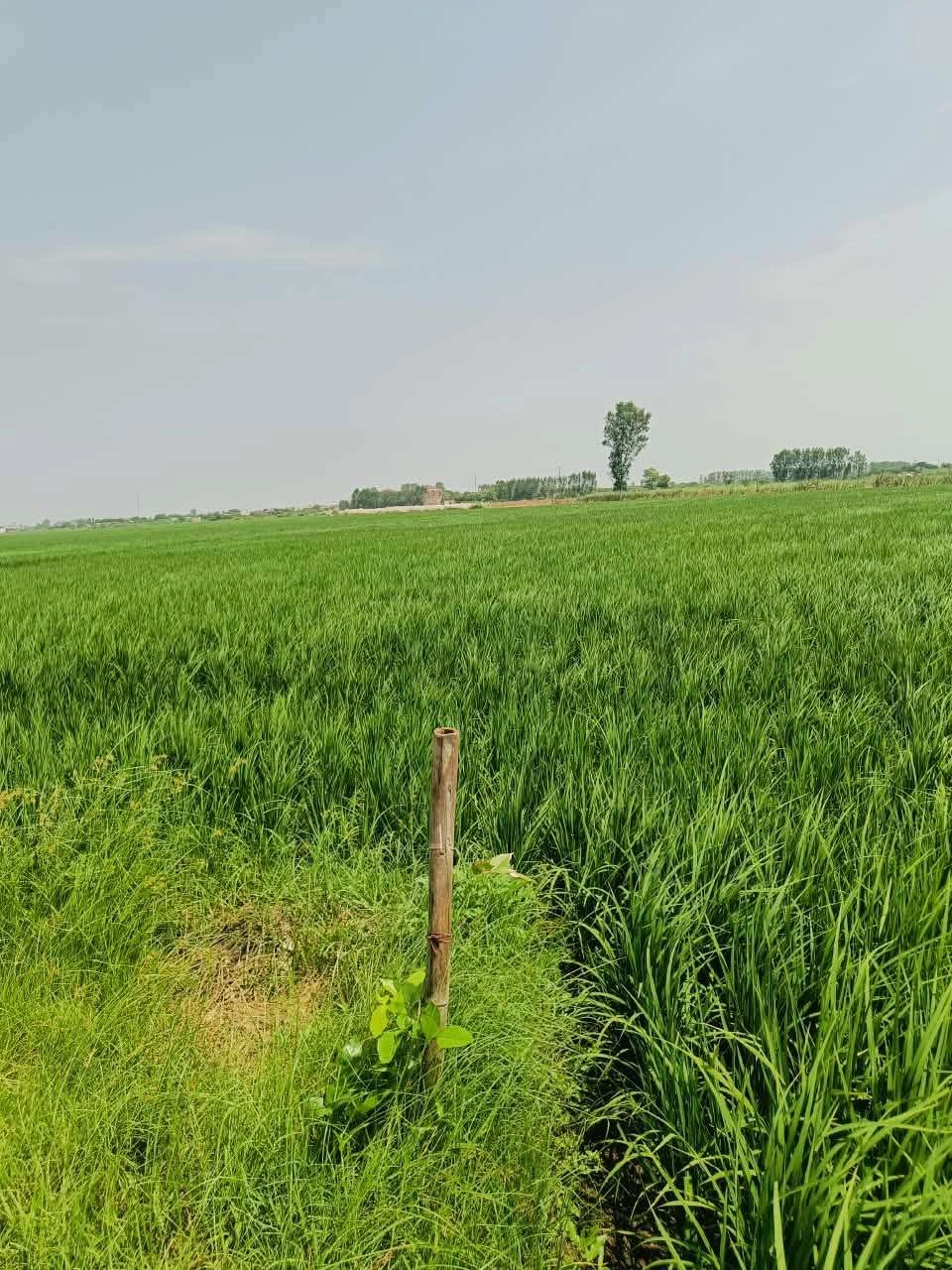 Bajna, Mathura, Uttar Pradesh 281201, India