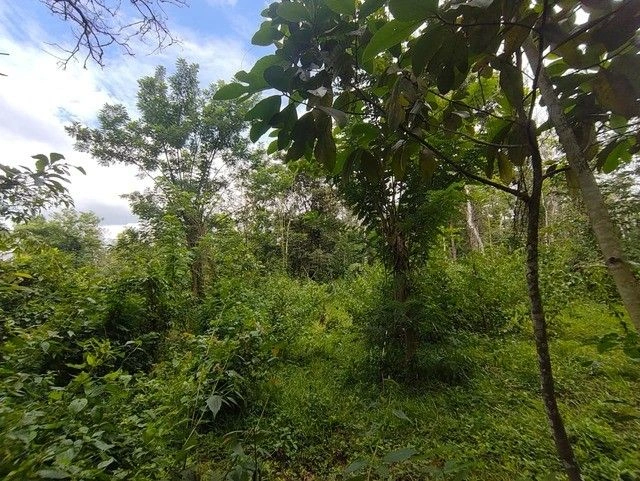 R52W+FXW, Pulpally - Seethamount - Kolavally Rd, Kappiset, Pulpally, Kerala 673579, India