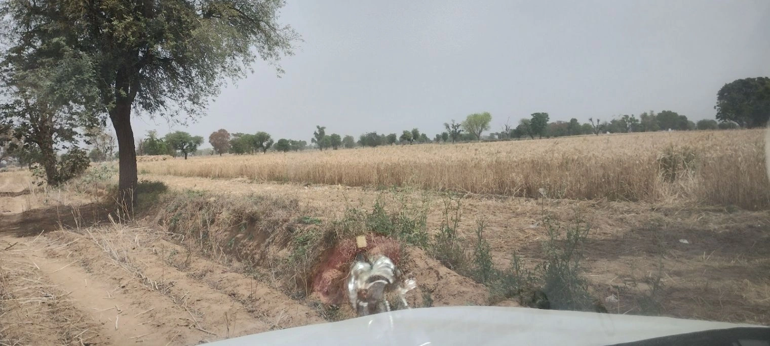FV8W+Q4C, Chak Semli, Rajasthan 301021, India preview 3