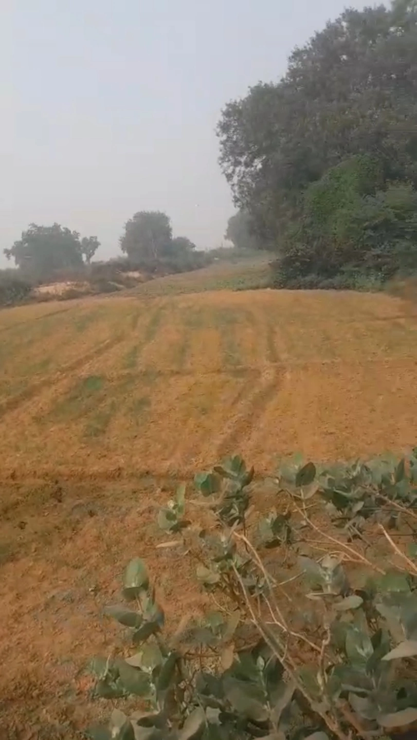 Maner, Bihar 801108, India