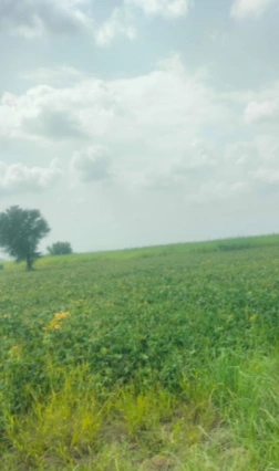 CWPQ+RF8, Muzaffarnagar, Chaurawala, Uttar Pradesh, India preview 3