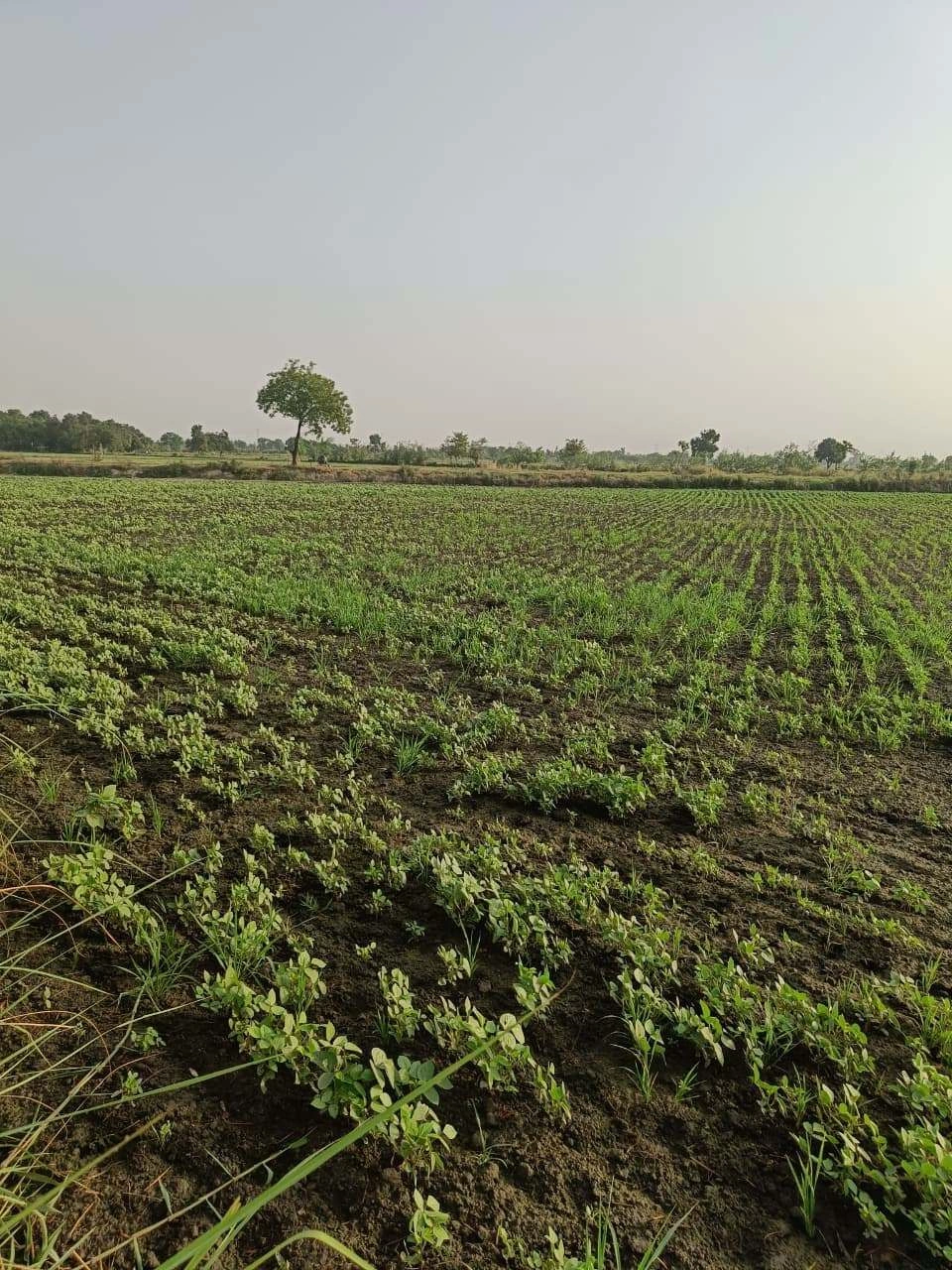 Tentigaon, Uttar Pradesh, India