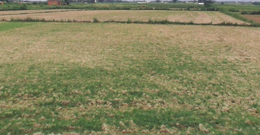 Biaora, Madhya Pradesh 465674, India