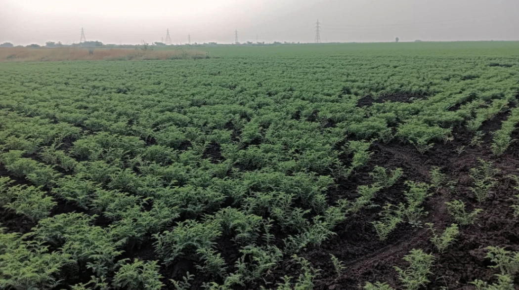 Hiriyur, Karnataka, India
