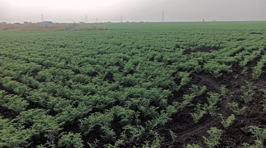 Hiriyur, Karnataka, India