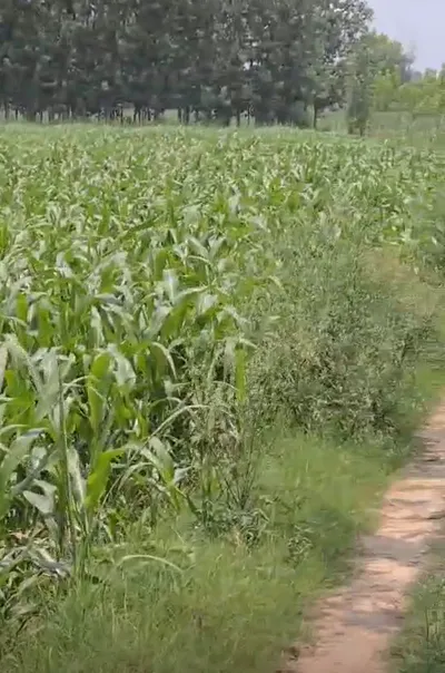 Harbanshpur, Chhatarpur, Madhya Pradesh 471525, India preview 3