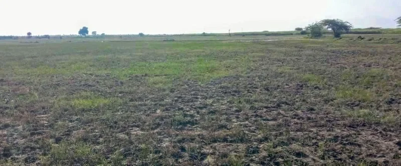 Dodwari, Rajasthan 304001, India preview 4