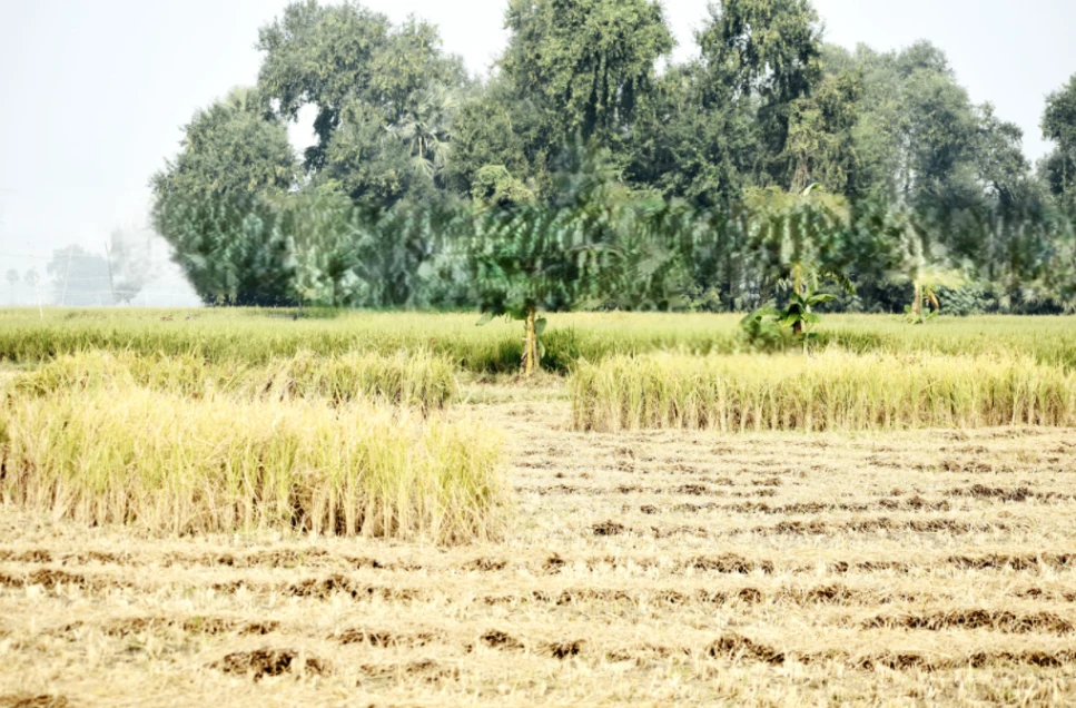 Garhi, Madhya Pradesh 464884, India