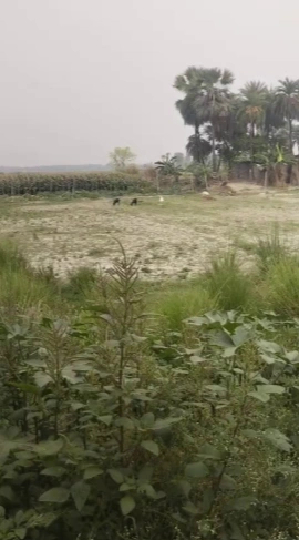 R355+R3X, Khilwai, Uttar Pradesh 245205, India