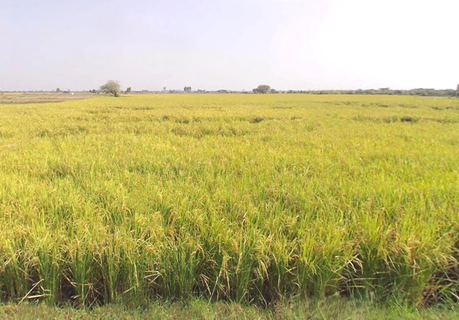 Vrindavan, Uttar Pradesh, India