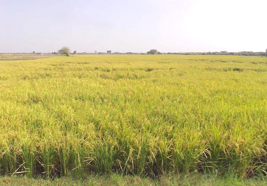 Vrindavan, Uttar Pradesh, India