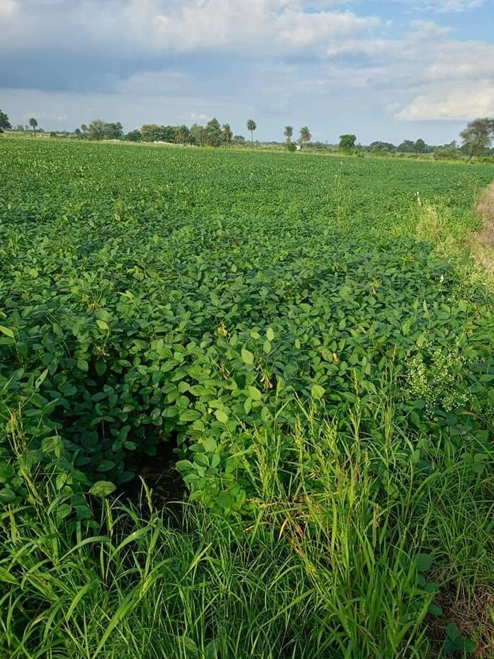 Unhel, Madhya Pradesh 456221, India