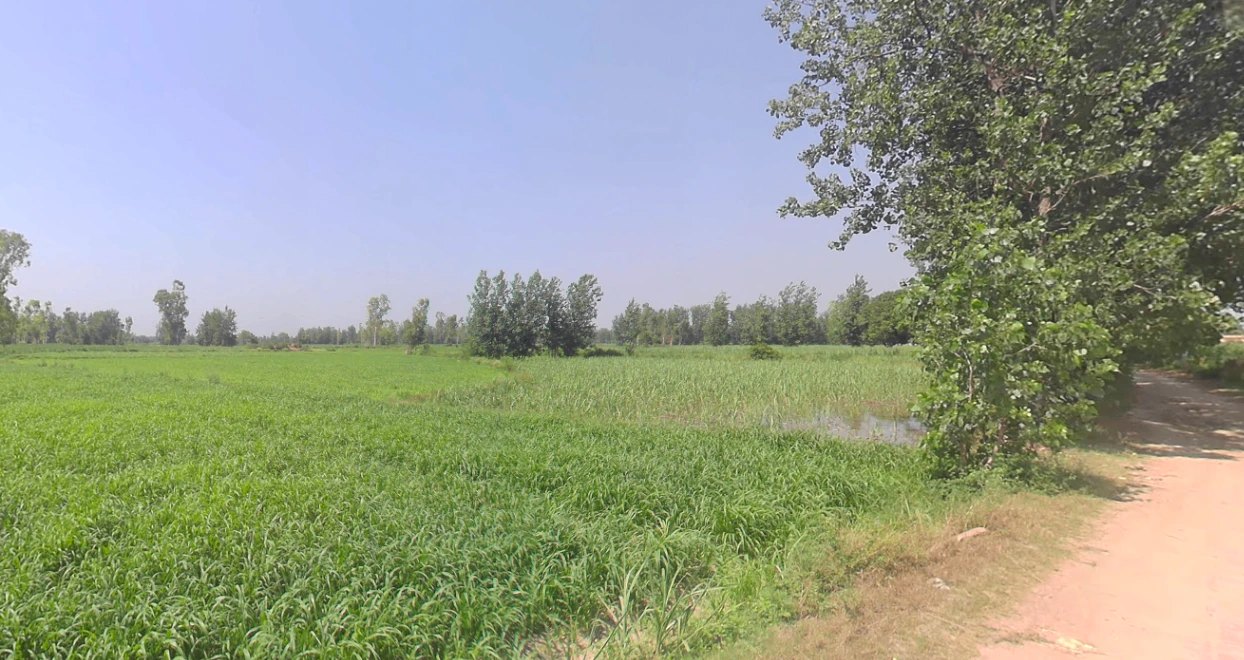 Rajpura, Uttar Pradesh 207123, India