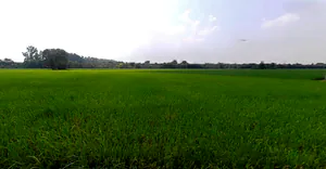 Sarai Banjara, Punjab 140402, India preview 3