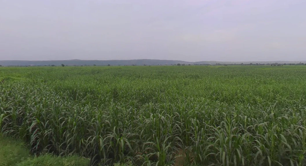 Kasganj, Uttar Pradesh 207123, India