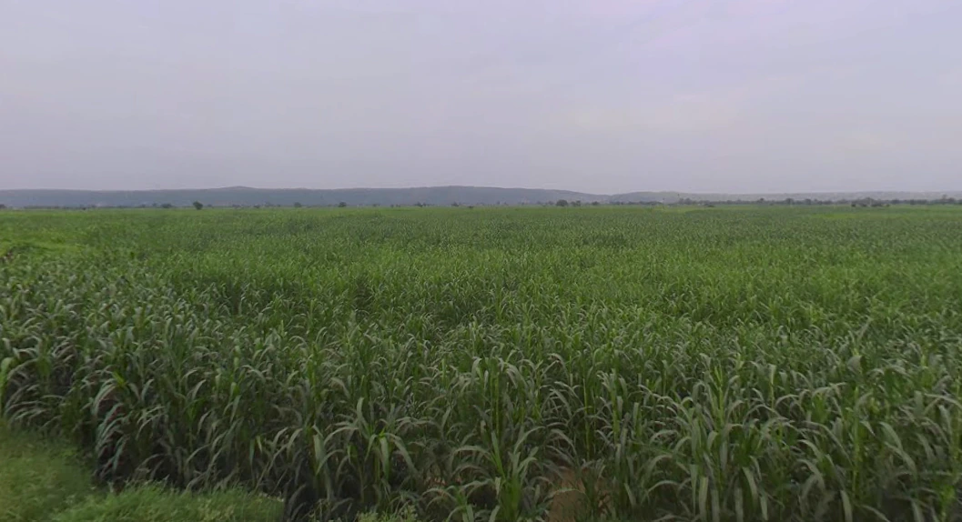 Kasganj, Uttar Pradesh 207123, India