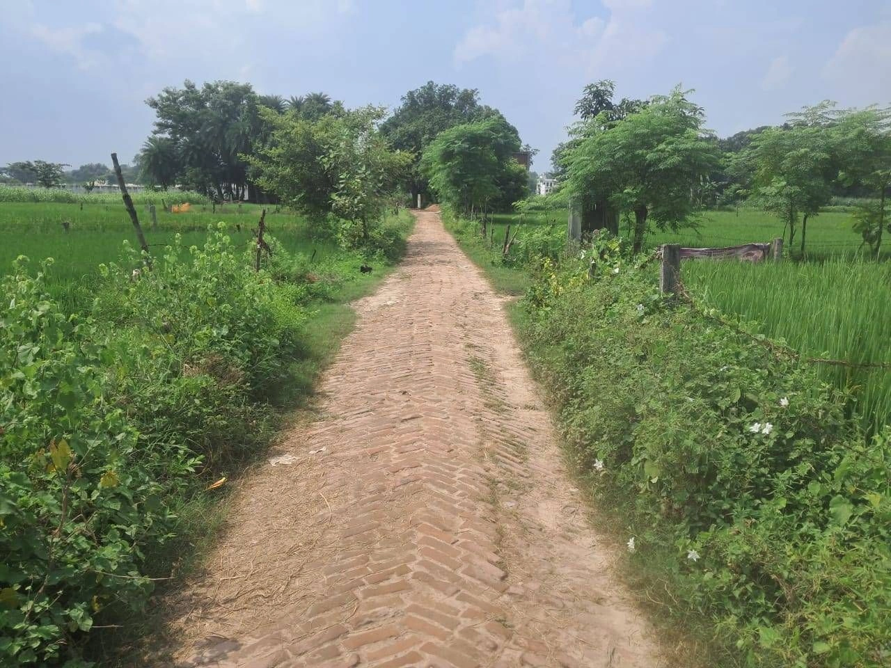 M64Q+MJ Moharram Pur Arti, Ayodhya, Uttar Pradesh, India