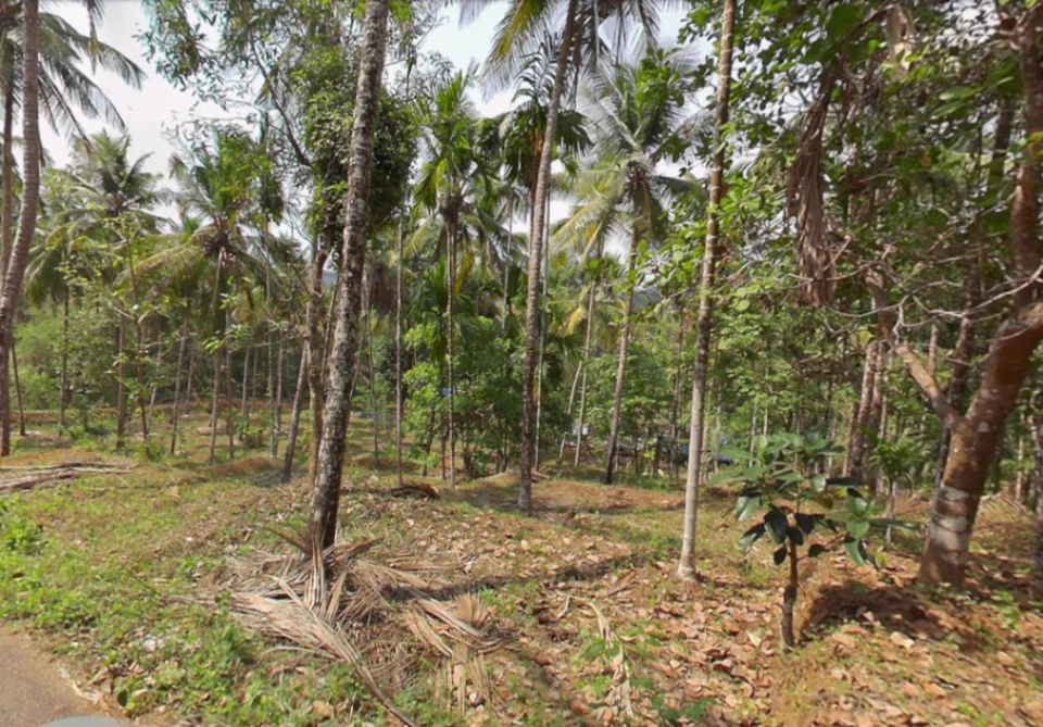 76MQ+FV8, Chandakunnu, Nilambur, Kerala 679329, India