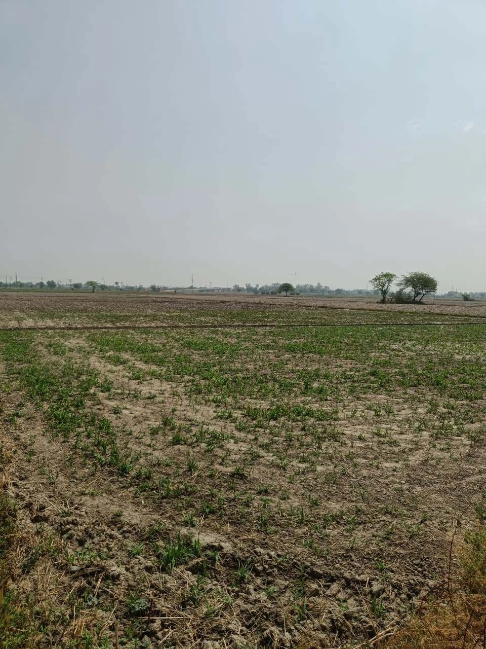 Aou, Rajasthan, India