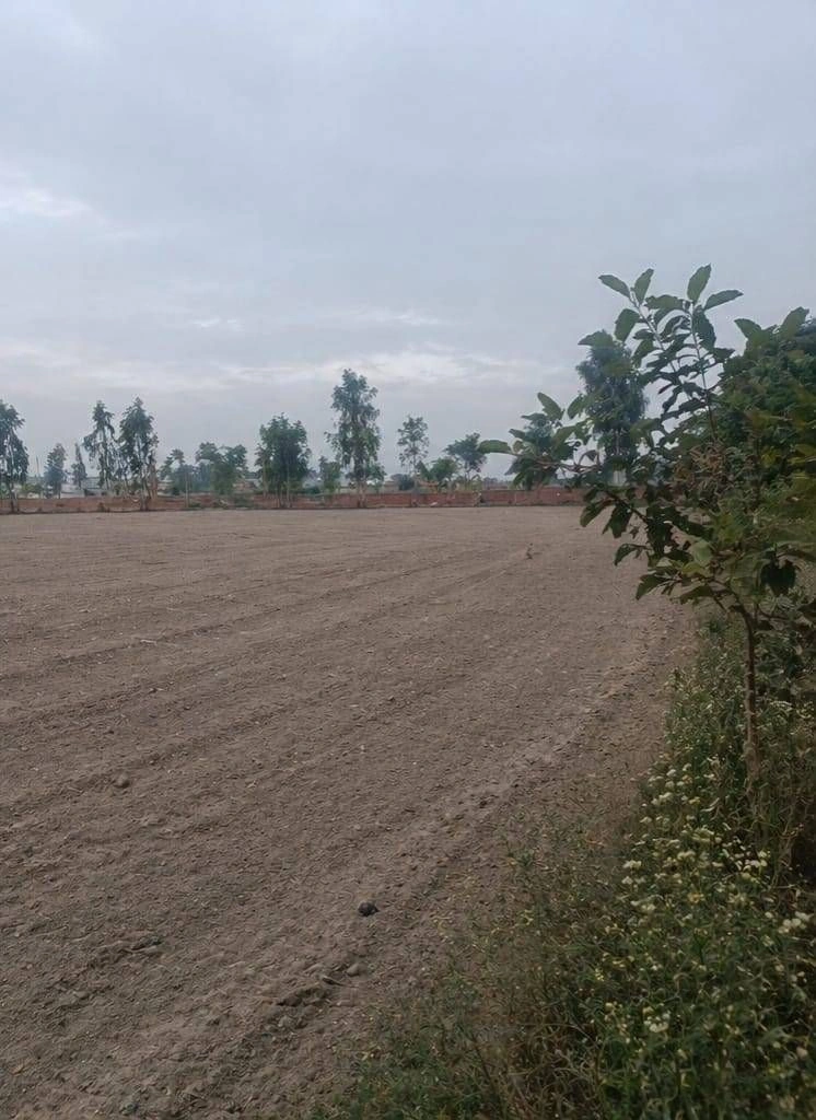 Barhana, Uttar Pradesh, India