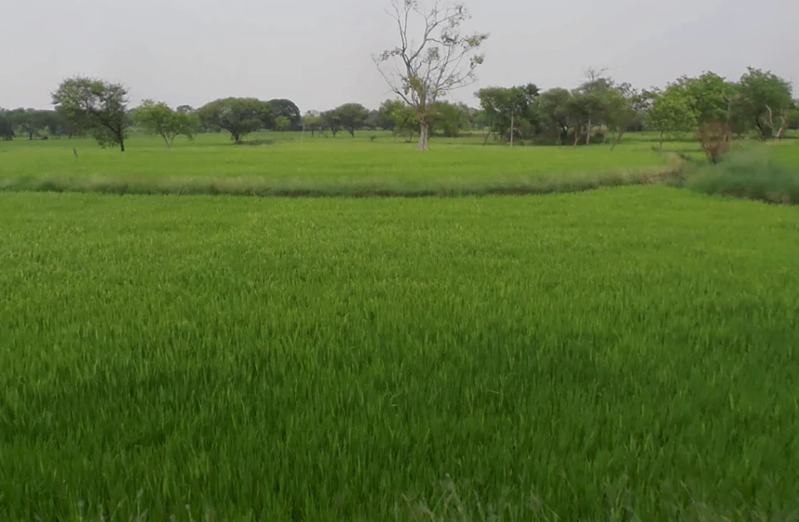 Dharamjaigarh, Chhattisgarh 496116, India