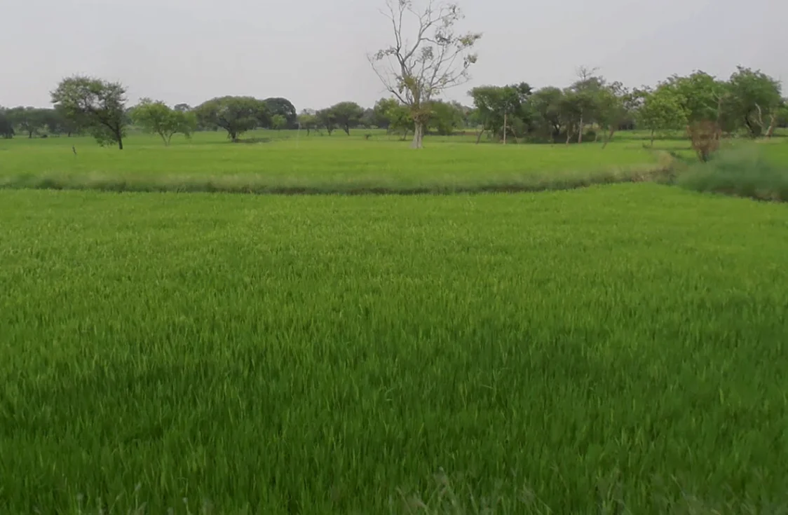 Dharamjaigarh, Chhattisgarh 496116, India preview 2