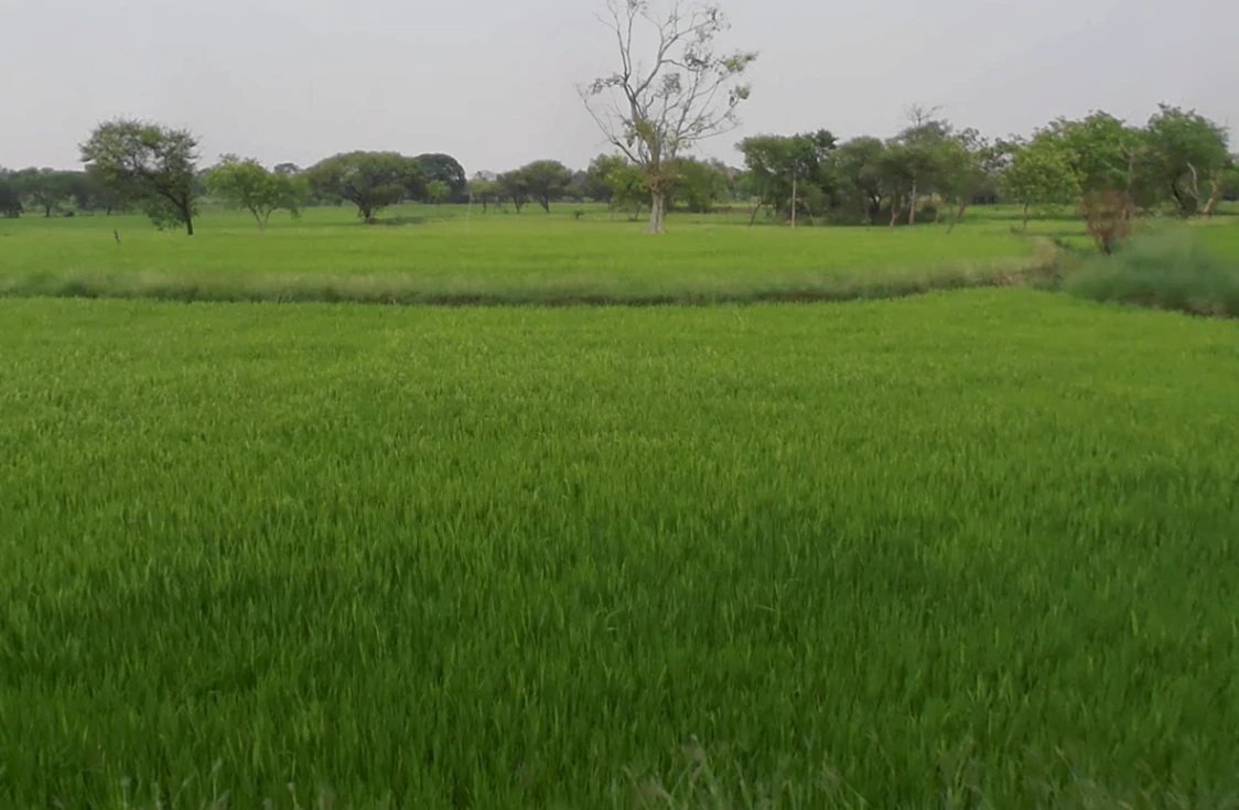 Dharamjaigarh, Chhattisgarh 496116, India