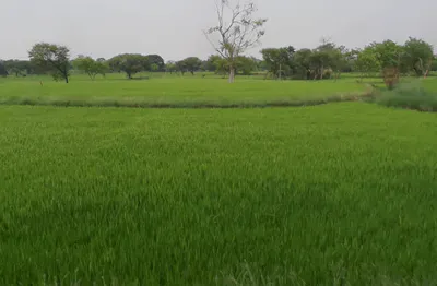 Dharamjaigarh, Chhattisgarh 496116, India preview 2