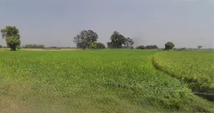 Satna, Madhya Pradesh, India preview 2