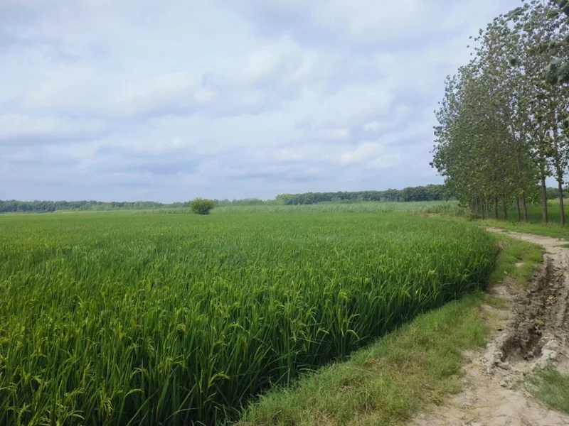 Sherpur, Uttar Pradesh 233234, India preview 3