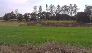 Phalauda, Uttar Pradesh 250401, India preview 3