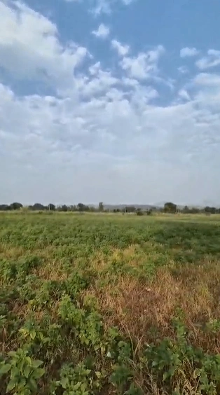 252V+QJF, Pali, Bera, Rajasthan, India