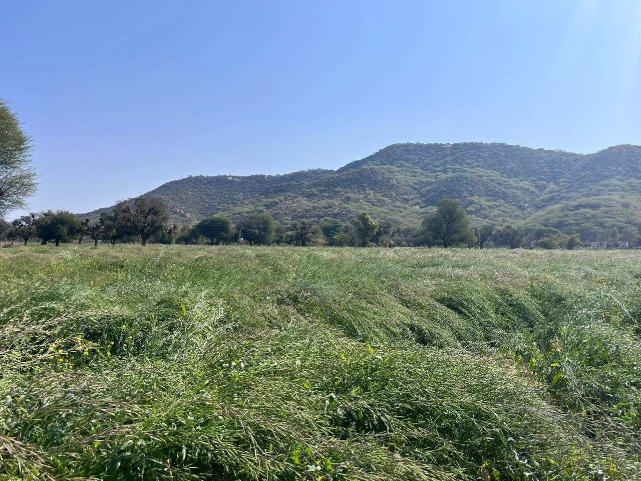 2PJM+XW Basant Bihar, Rajasthan, India