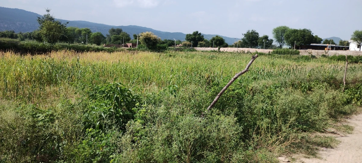 Dadhikar, Rajasthan 301001, India