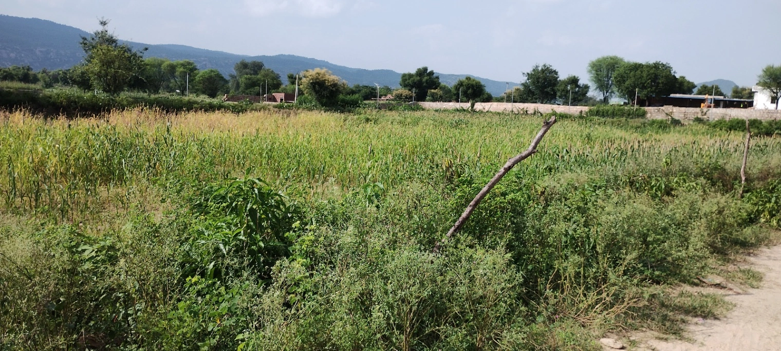 Dadhikar, Rajasthan 301001, India