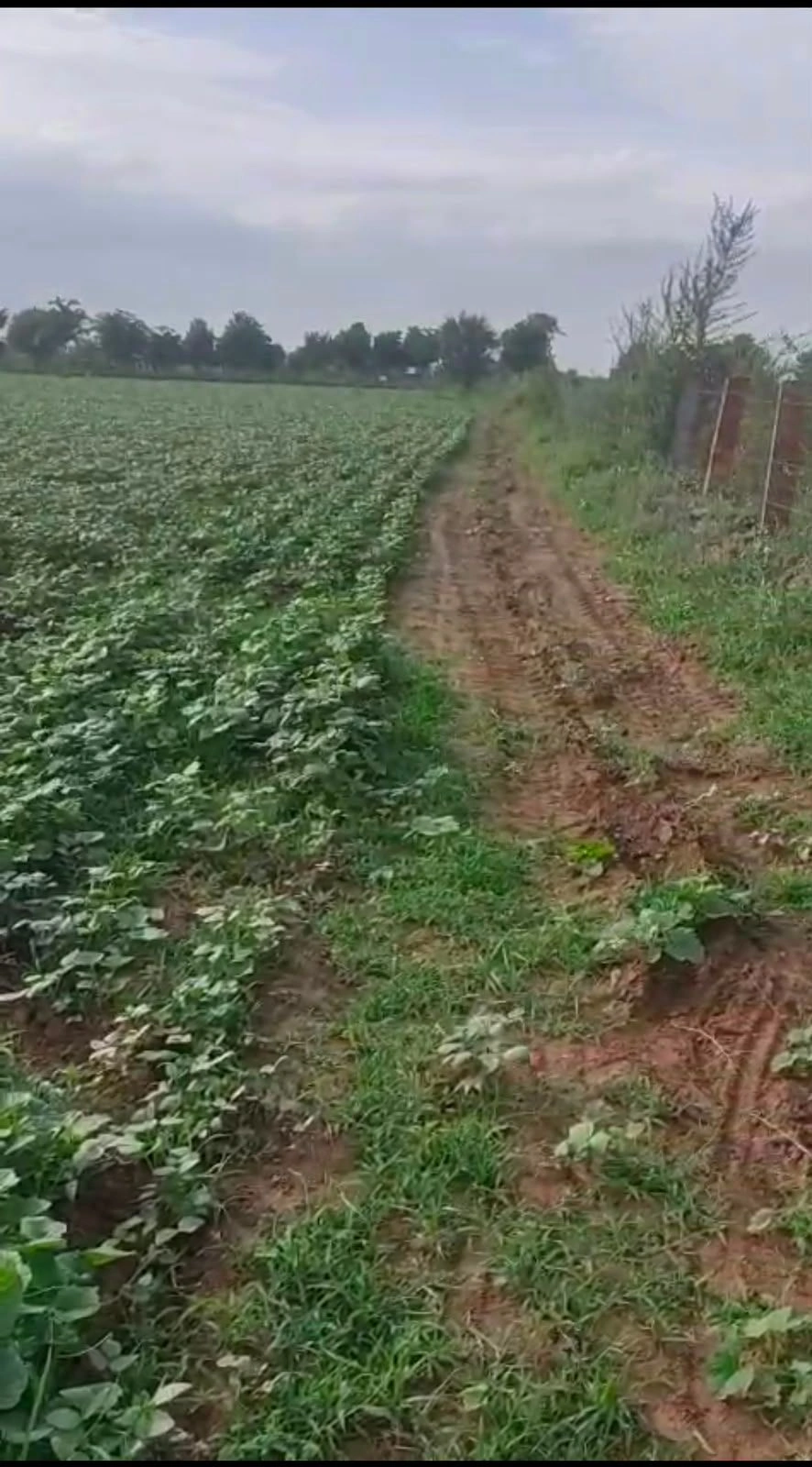 Barkana, Rajasthan 306601, India